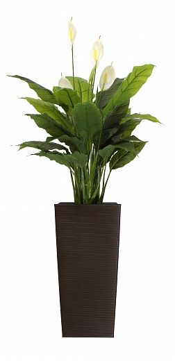 Spathiphyllum Triere cachepot Dekollete Cuno 46