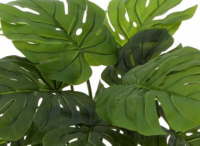 Monstera Moran Duo cachepot Dekollete Stream