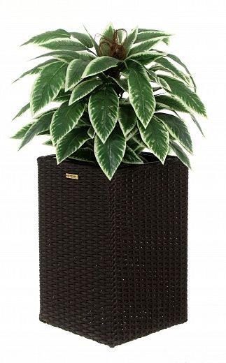 Croton Claire Cachepot Dekollete Rattan Cube 50 color