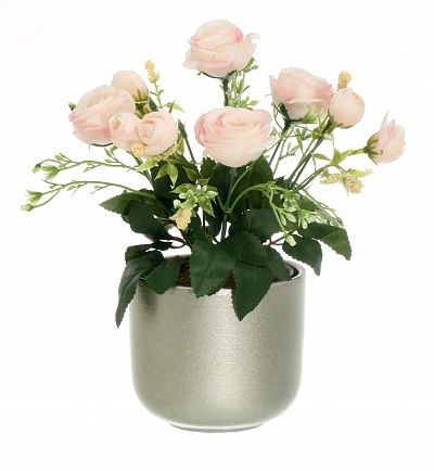 Rose Retro Planter Dekollete 12