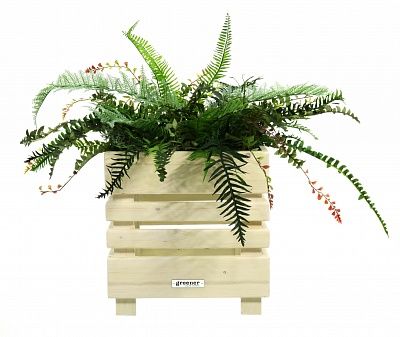 Composition Fern Nephrolepis Mix Cachepot Dekollete Lero Quadro available to order 1 piece