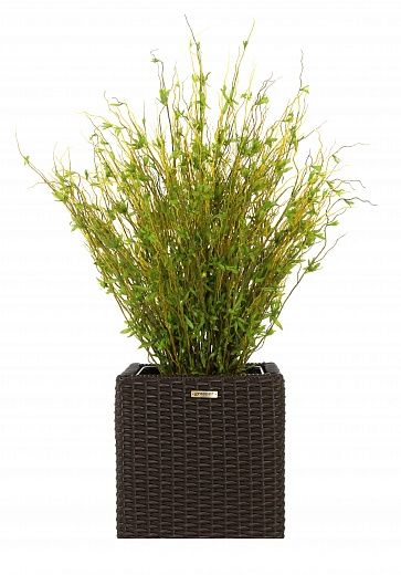 Japanese Hamura Shibu bamboo Dekollete Rattan Cube 32 available to order 1 piece