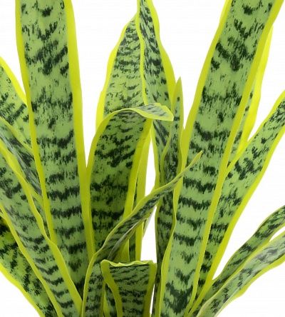 Sansevieria Gurun Cinco