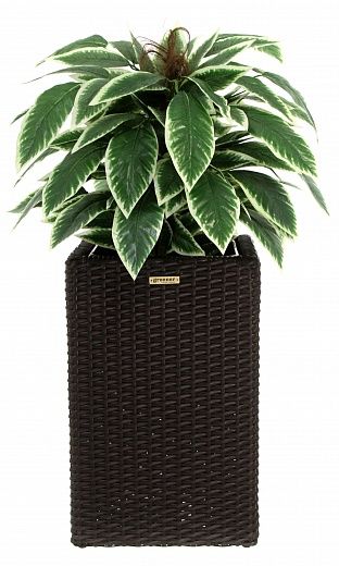 Croton Claire Cachepot Dekollete Rattan Cube 50 color