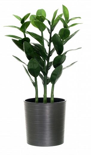 Zamioculcas Cargon Quatro cachepot Dekollete Clasico 19