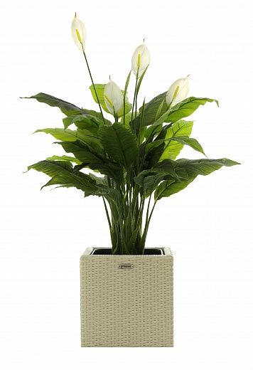 Spathiphyllum Triere cachepot Dekollete Rattan Cube 32