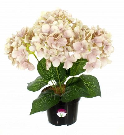 Hydrangea Satie in a cachepot