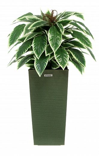 Croton Claire Cachepot Dekollete Kuno 46 Eco