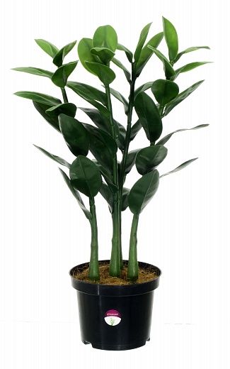 Zamioculcas Cargon Quattro