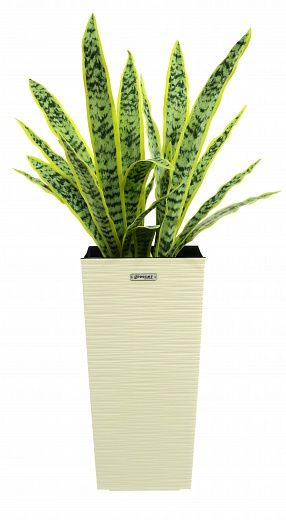 Sansevieria Gurun Cinco Cachepot Dekollete Kuno 46 Echo