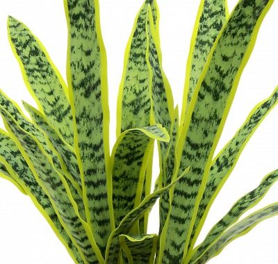 Sansevieria Gurun Cinco cachepot Dekollete Bandas 20 color