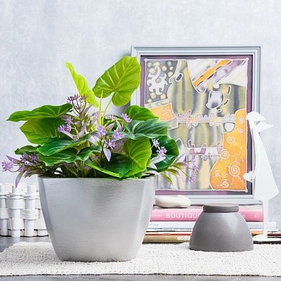 Philodendron Asti cachepot Dekollete Silver