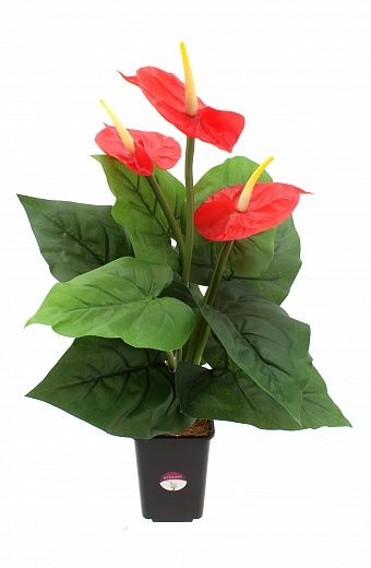 Anthurium Zuli