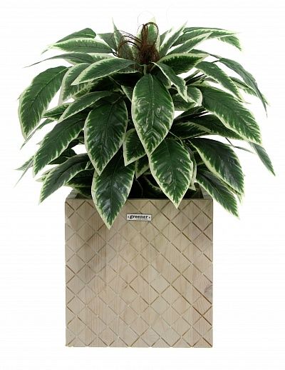 Croton Claire Cachepot Dekollete Gurido 30 color