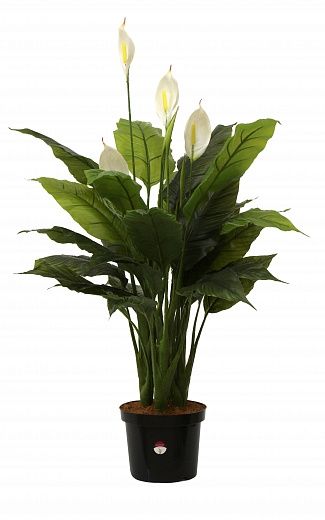 Spathiphyllum Triere