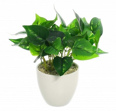 Tradescantia Lani pot Dekollete 12