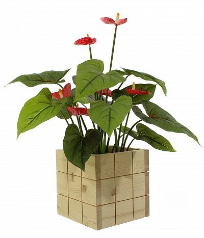 Anthurium Tavira cachepot Dekollete Chess 20