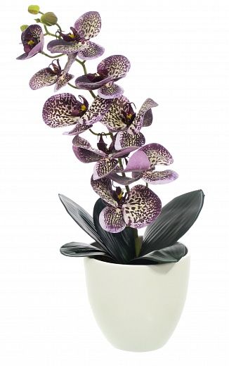 Orchid Meli planter Dekollete 12