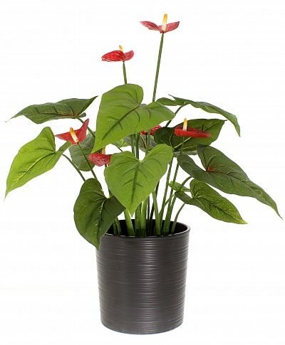 Anthurium Tavira cachepot Dekollete Clasico 19