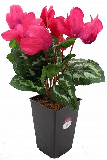 Cyclamen Rodis