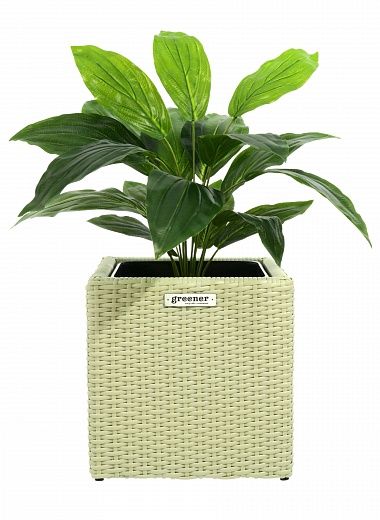 Hosta Selena cachepot Dekollete Rattan Cube 32