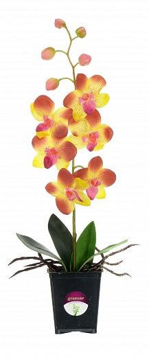 Orchid Vanda Iliana available to order 12 pieces