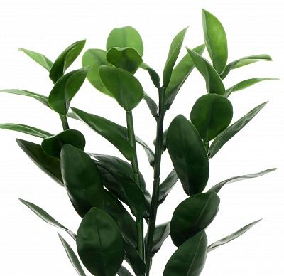 Zamioculcas Cargon quatro cachepot Dekollete Bandas 20