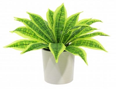 Dracaena Tiger cachepot Dekollete Clasico 19