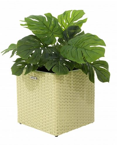 Monstera Moran Duo cachepot Dekollete Rattan Cube 32