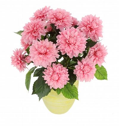 Dahlia Leo Double cachepot Dekollete available 1 piece