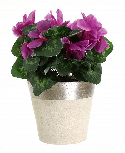 Cyclamen Rhodis Cachepot Dekollete Concrete 17