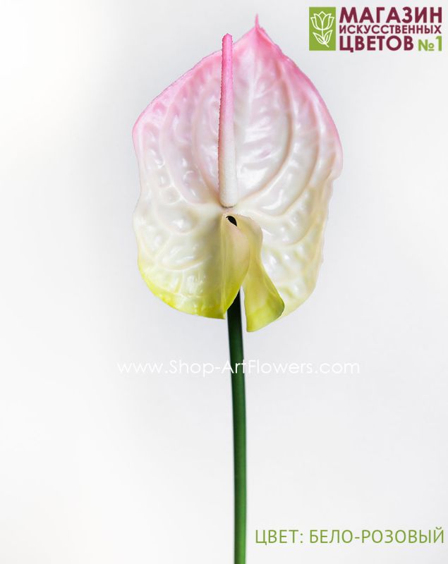 Anthurium