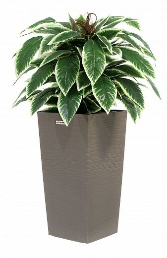 Croton Claire Cachepot Dekollete Kuno 46 Eco