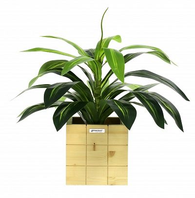 Dracaena orli cachepot Dekollete Chess 20