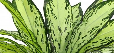 Alocasia lania cachepot Dekollete Gurido 20 color