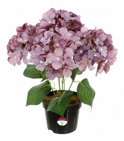 Hydrangea Satie in a cachepot