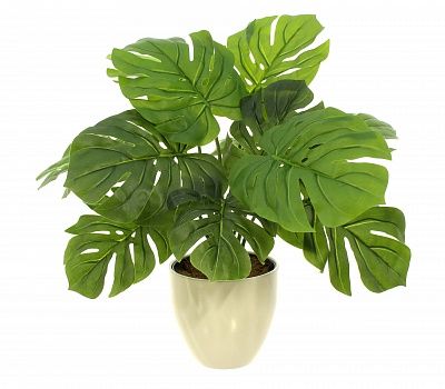 Monstera Moran Duo