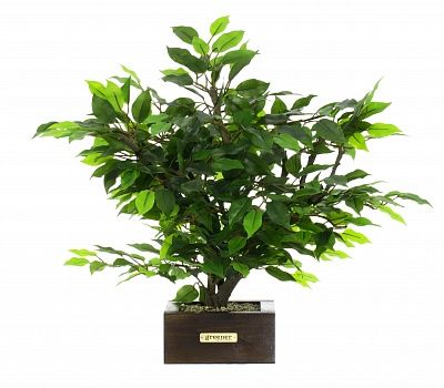 Bonsai ficus Saba style Chokkan