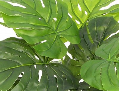 Monstera Moran Duo cachepot Dekollete Roca Cube 30