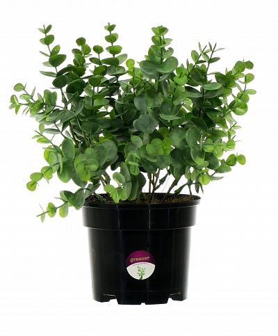 Eucalyptus Lozanno in a cachepot