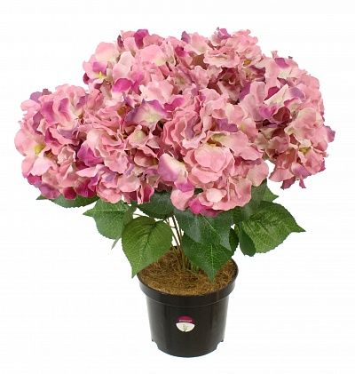 Hydrangea Sandi MC