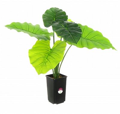 Philodendron Dodi available to order 1 piece