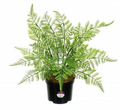 Fern Asparagus Connet in a pot