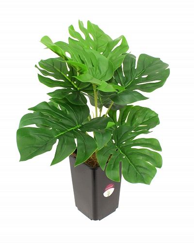 Monstera Iago in cachepot