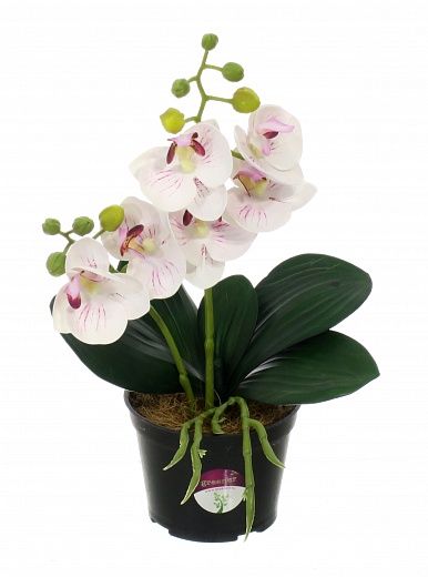 Kamira orchid mini