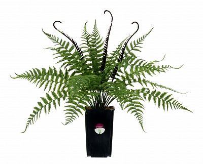 Fern Nephrolepis Vula in a cachepot