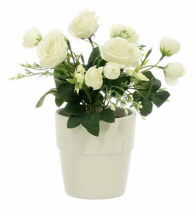 Rose Retro Planter Dekollete 12