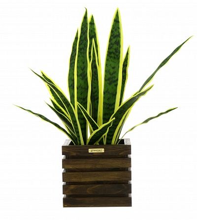 Sansevieria Gurun Cinco cachepot Dekollete Bandas 20 color