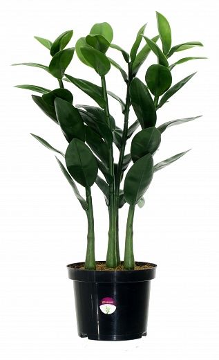 Zamioculcas Cargon Quattro