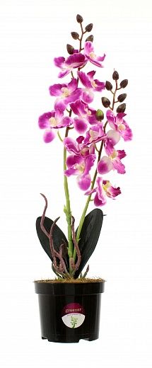 Phalaenopsis orchid Seattle